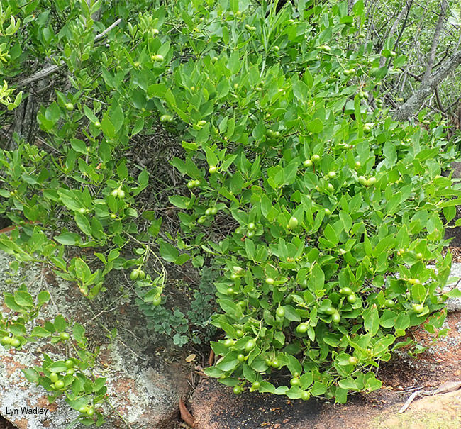 Jasminum multipartum