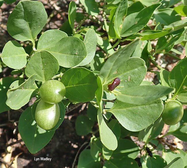 Jasminum multipartum