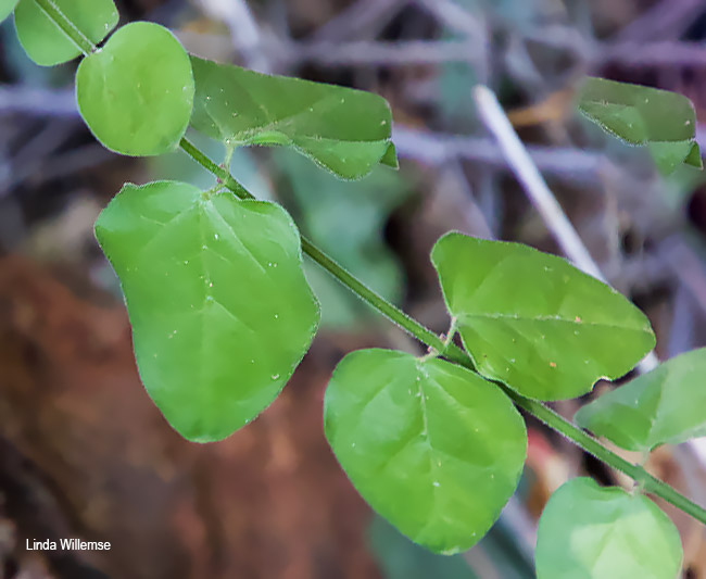 Jasminum streptopus
