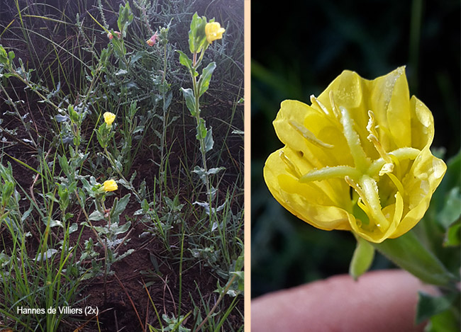 Oenothera jamesii
