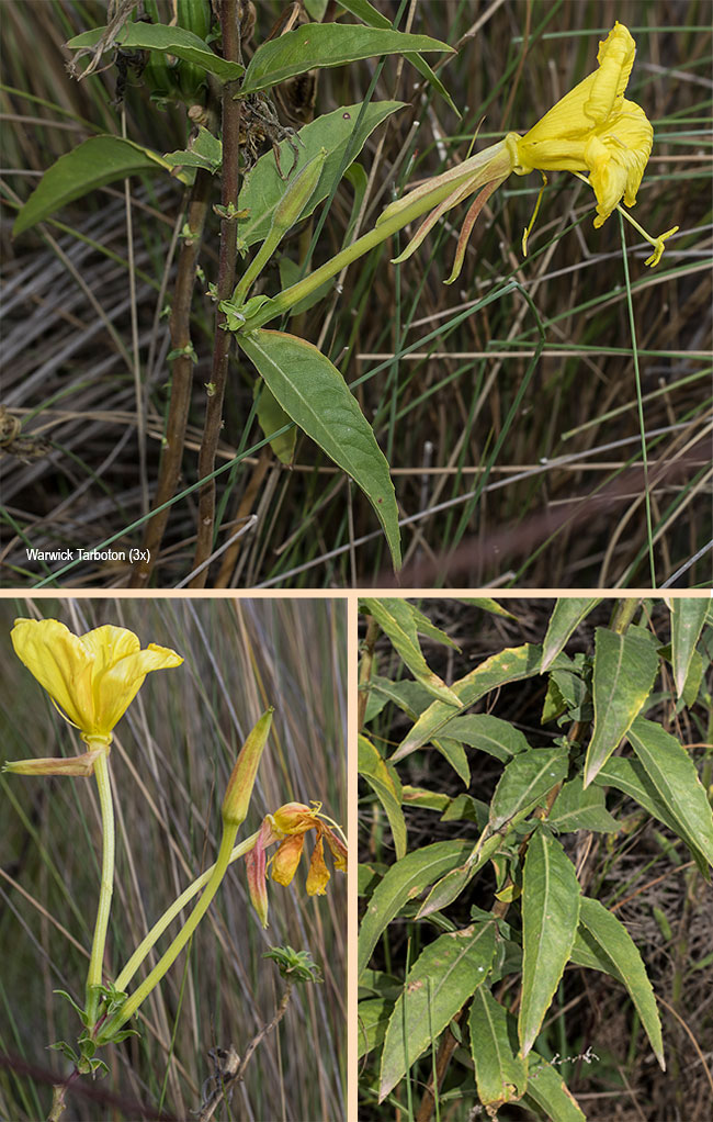Oenothera jamesii