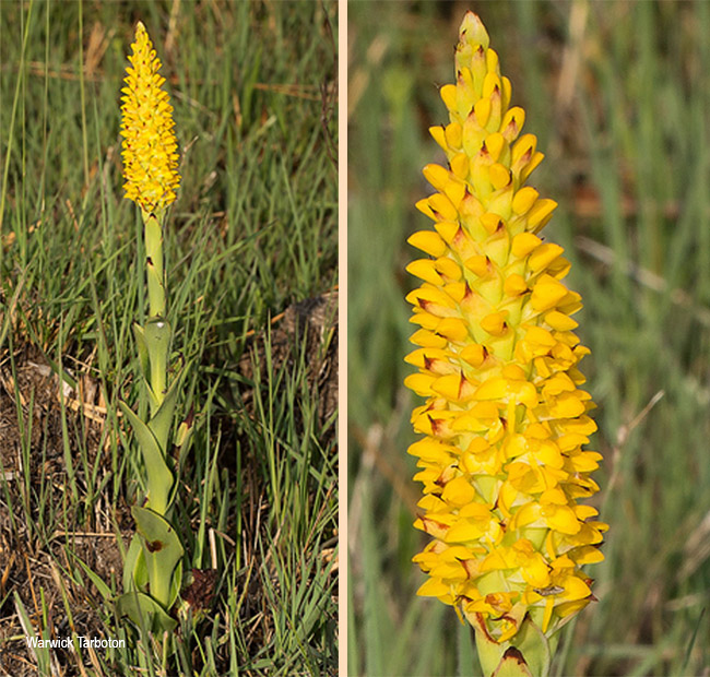 Disa woodii