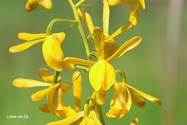 Eulophia angolensis