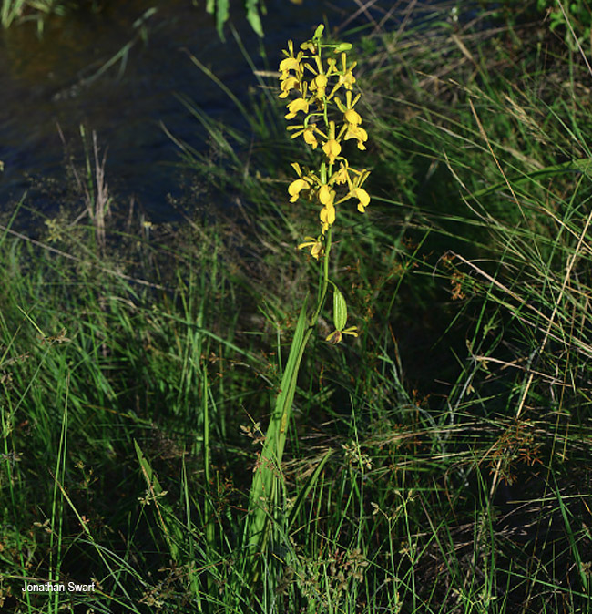 Eulophia angolensis