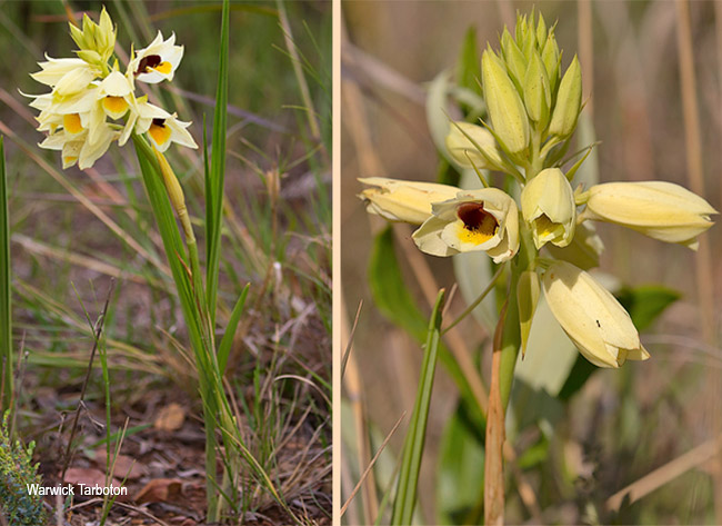 Eulophia zeyheri