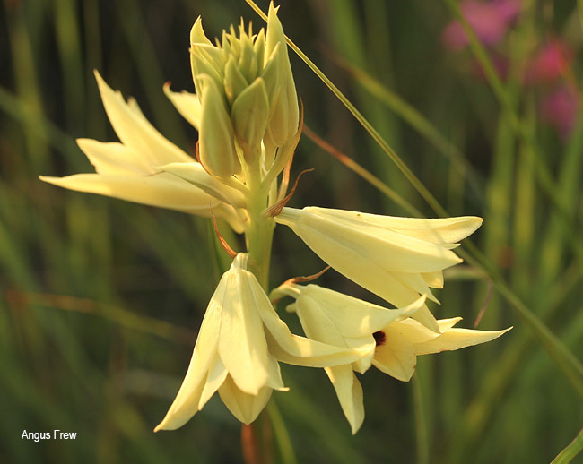 Eulophia zeyheri