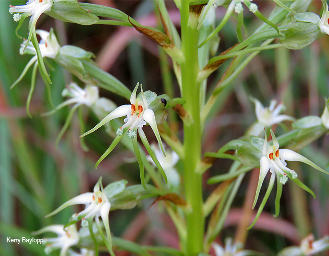 Habenaria nyikana