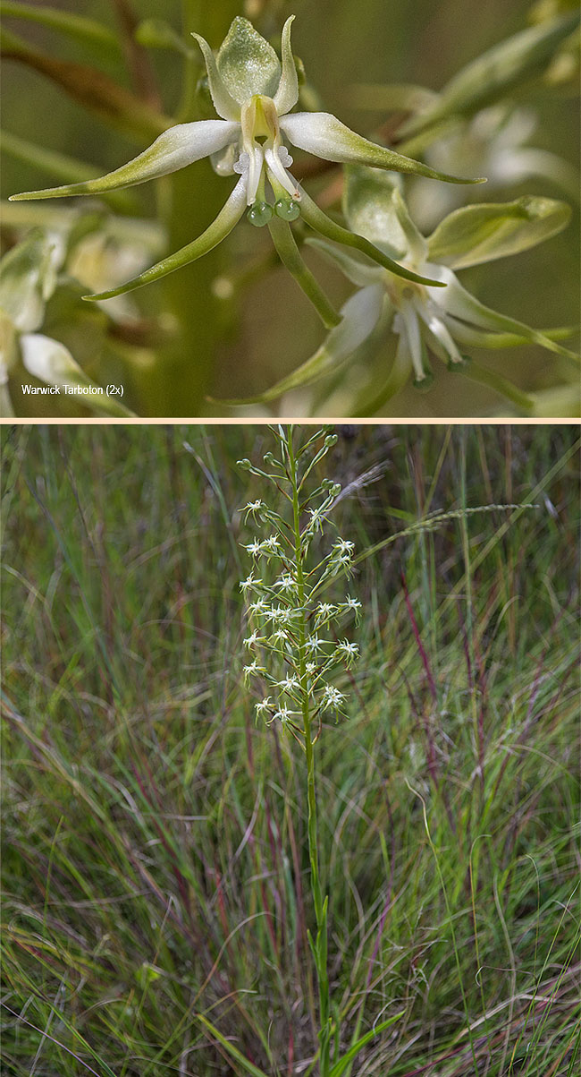 Habenaria nyikana