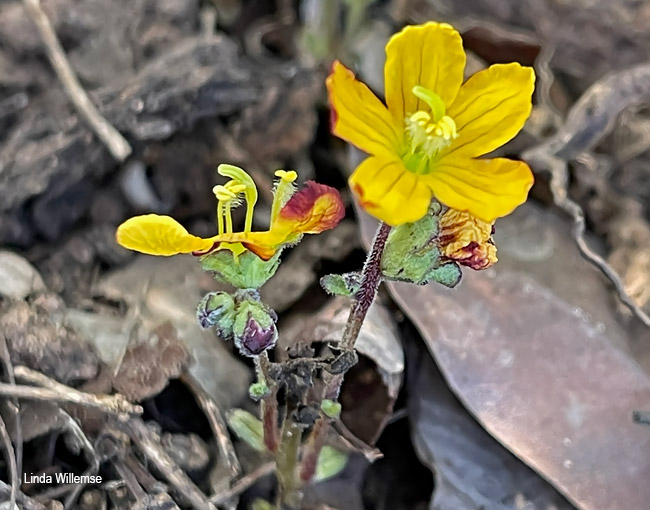 Alectra orobanchoides