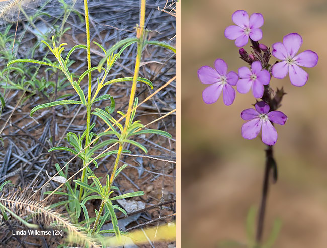 Buchnera longespicata