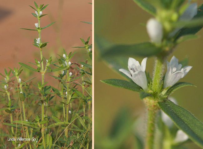 Spermacoce senensis