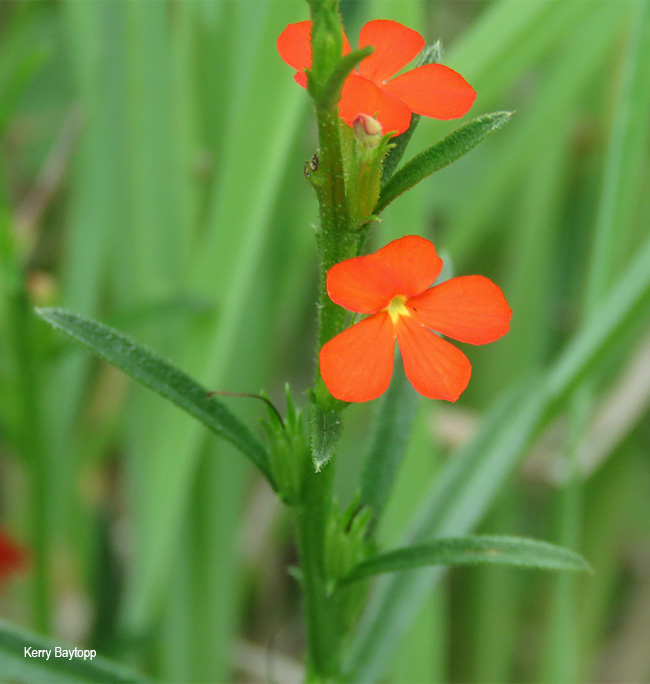 Striga asiatica