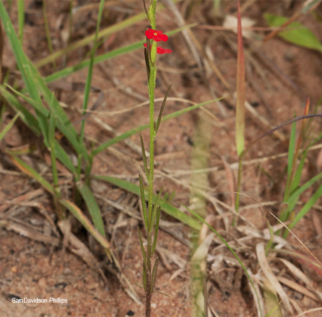 Striga asiatica
