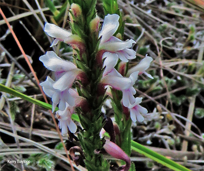 Striga bilabiata