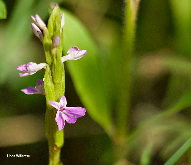 Striga bilabiata
