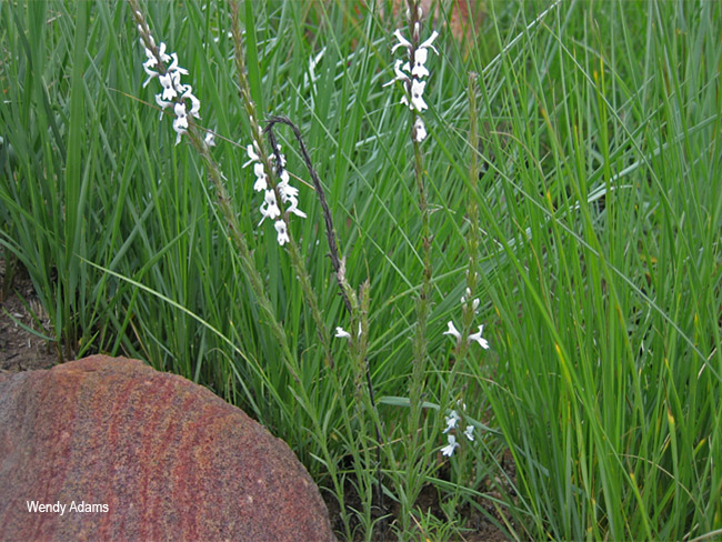 Striga bilabiata