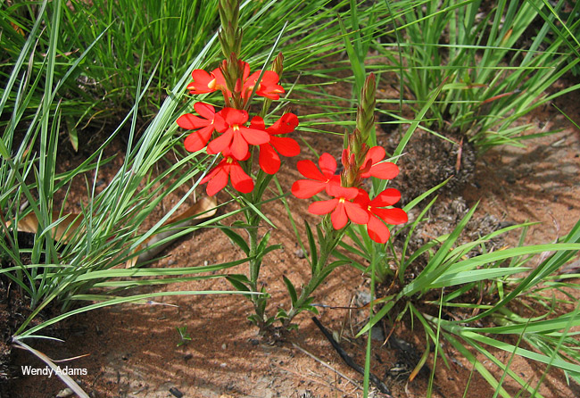Striga elegans