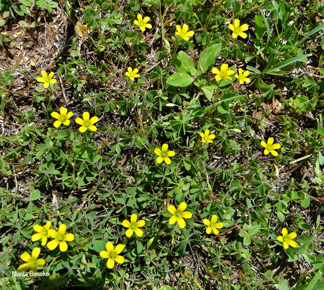 Oxalis corniculata