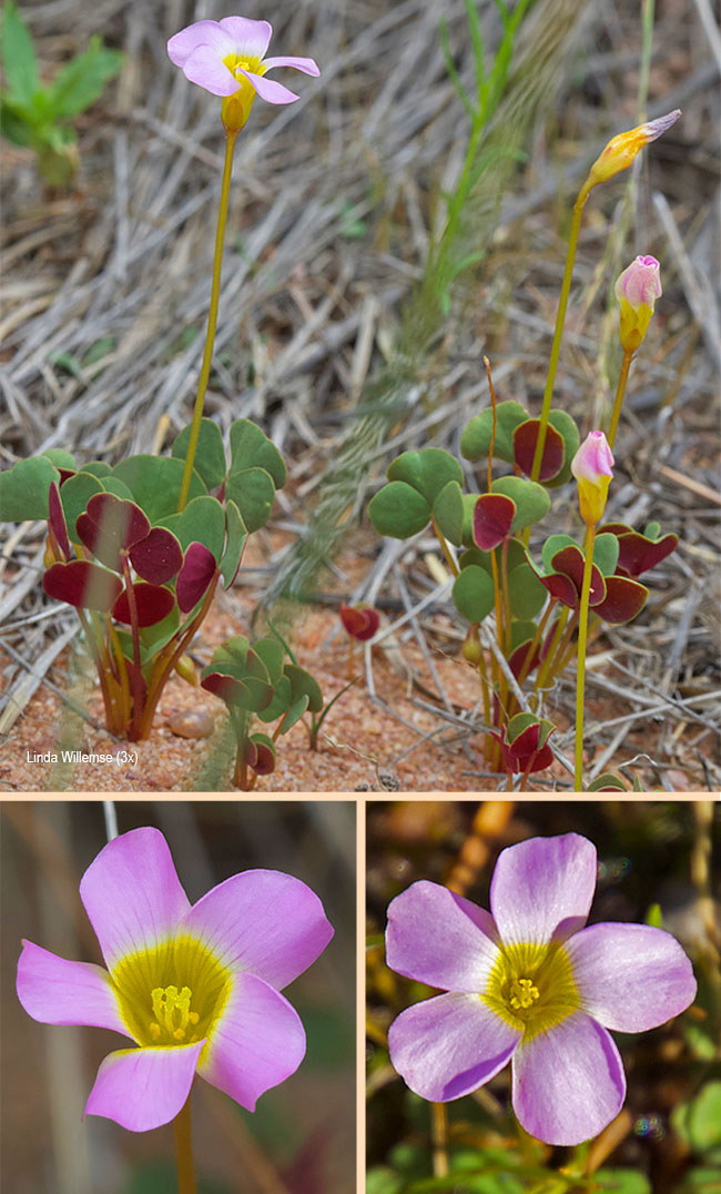 Oxalis depressa