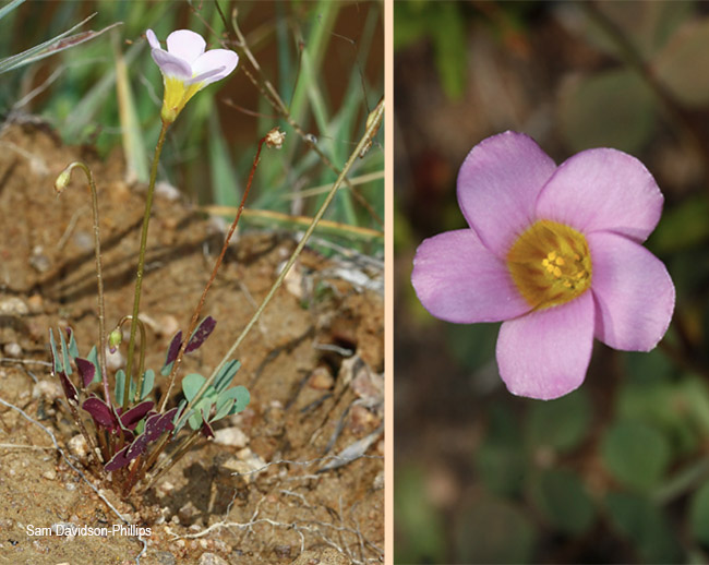Oxalis depressa