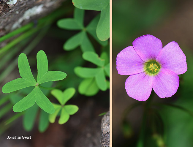 Oxalis semiloba