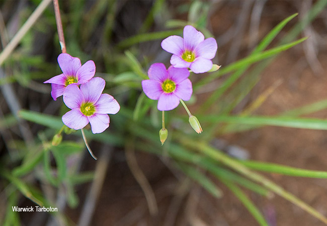 Oxalis semiloba