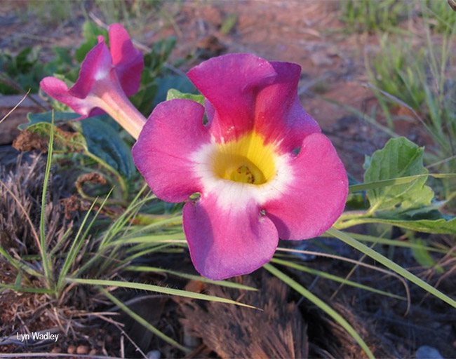 Harpagophytum procumbens