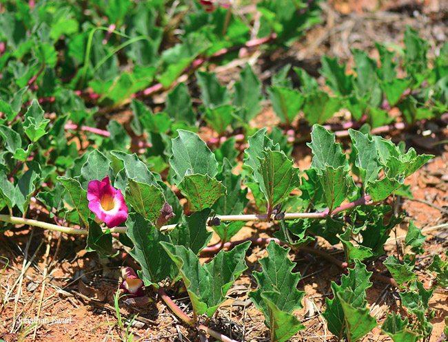 Harpagophytum zeyheri