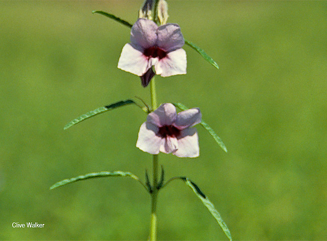 Sesamum alatum