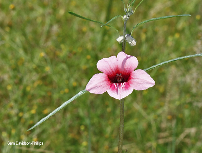 Sesamum triphyllum