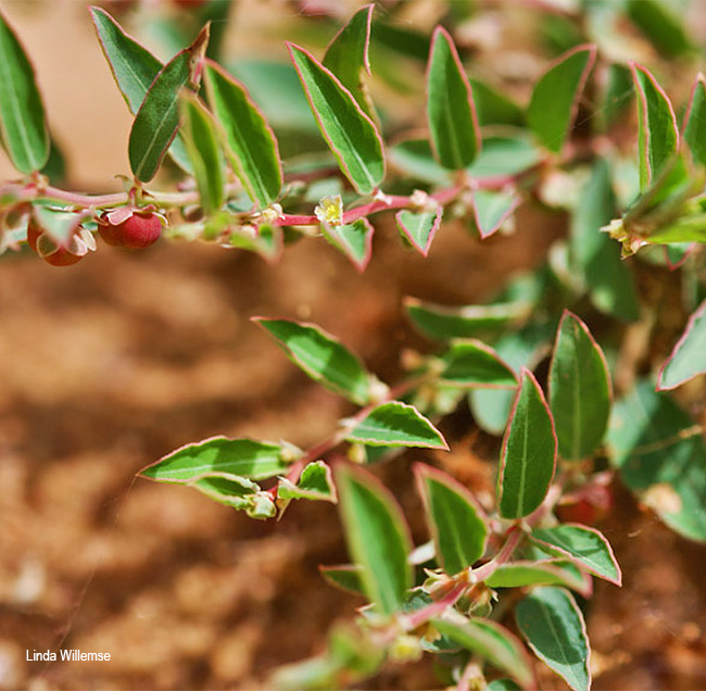 Phyllanthus maderaspatensis