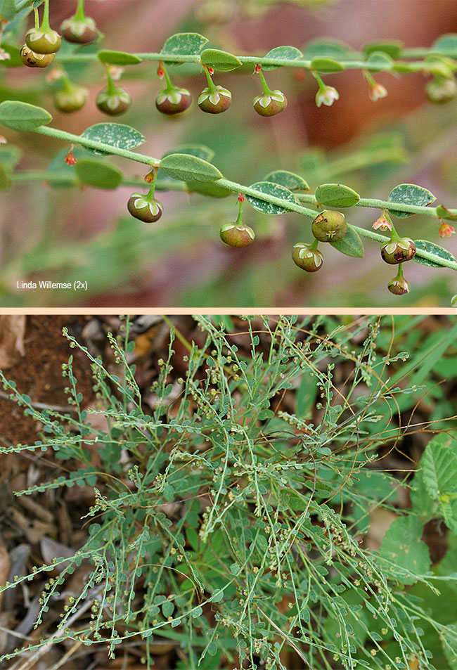 Phyllanthus pentandrus