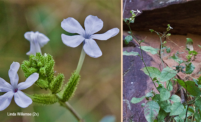 Plumbago zeylanica