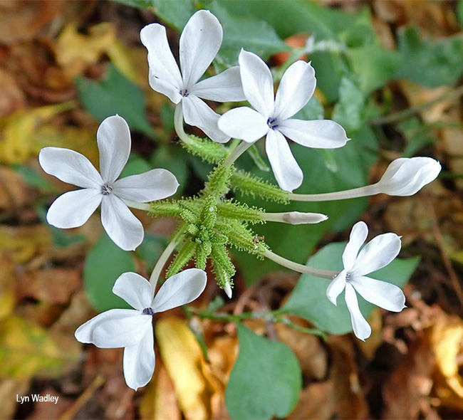 Plumbago zeylanica