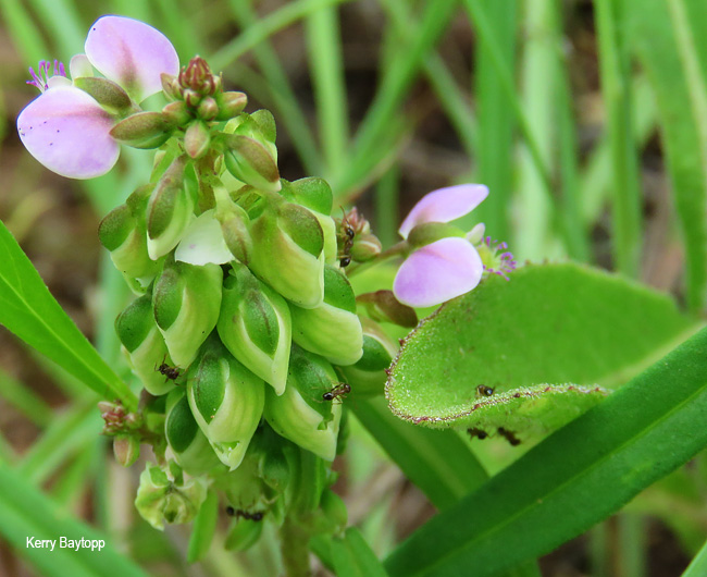 Polygala albida
