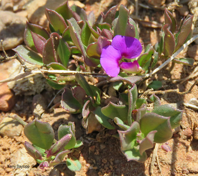 Polygala amatymbica