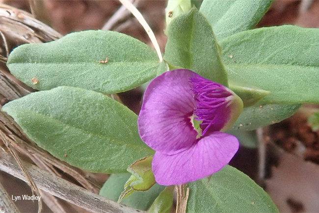 Polygala amatymbica