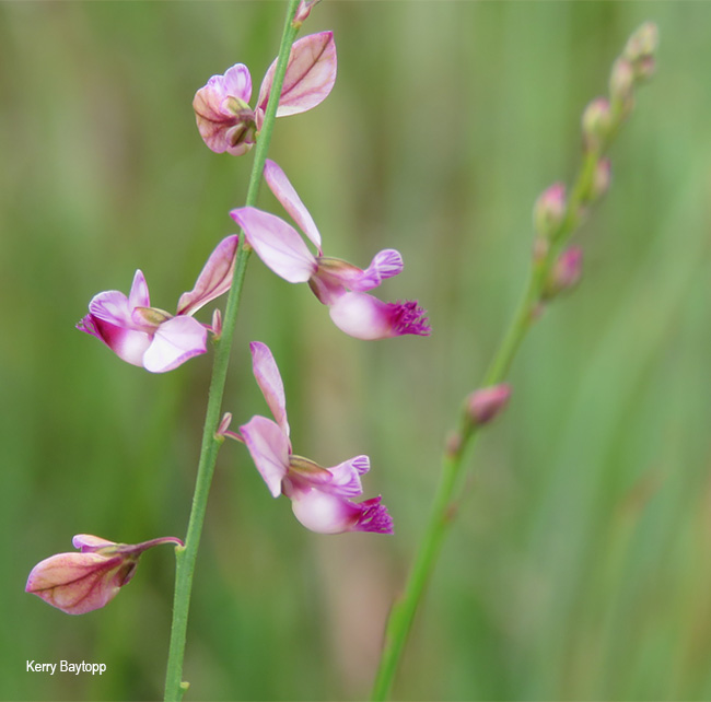 Polygala hottentotta
