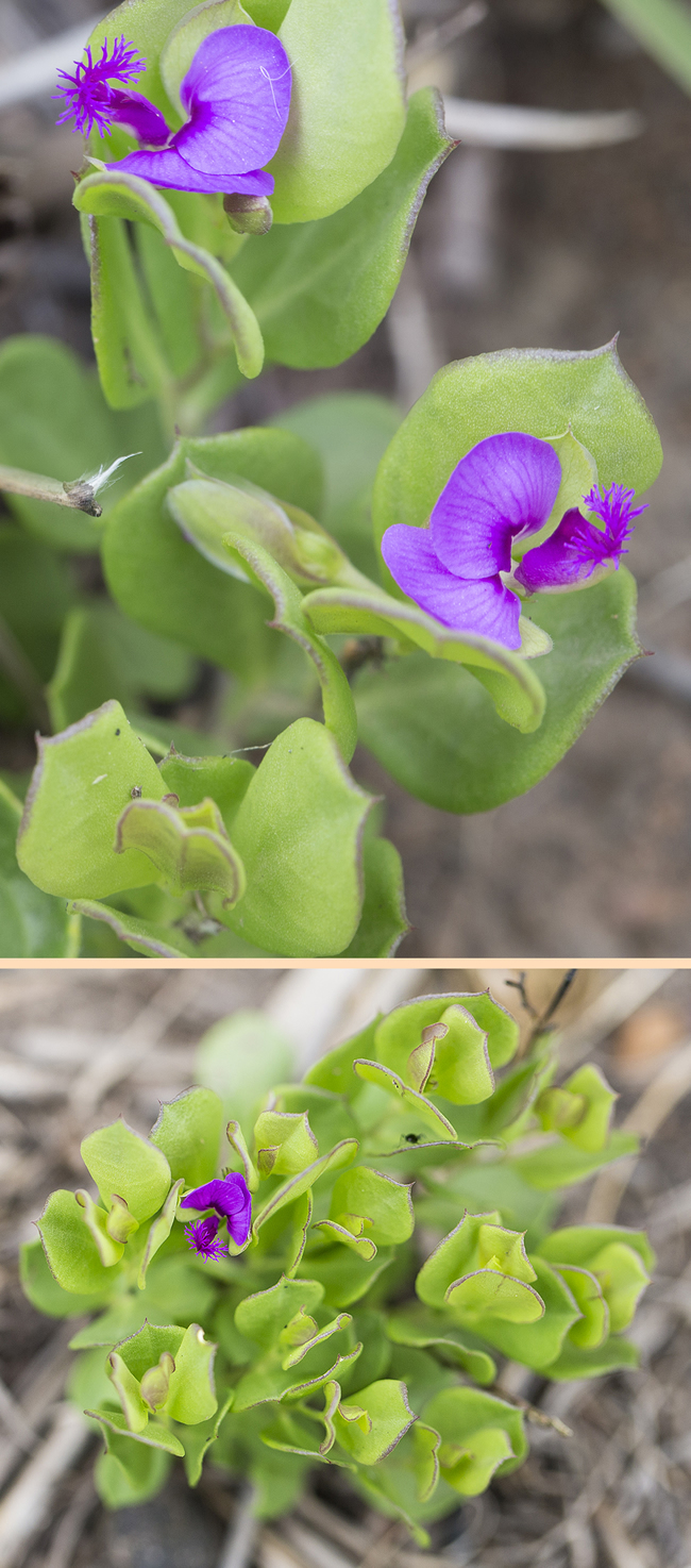 Polygala transvaalensis