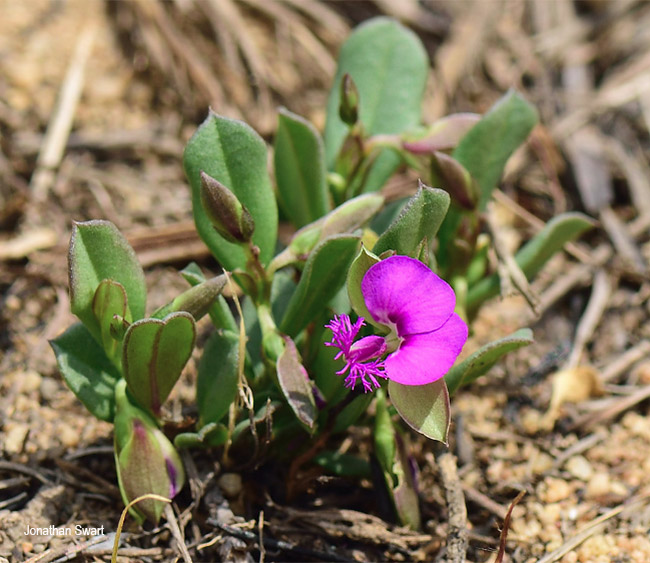 Polygala transvaalensis