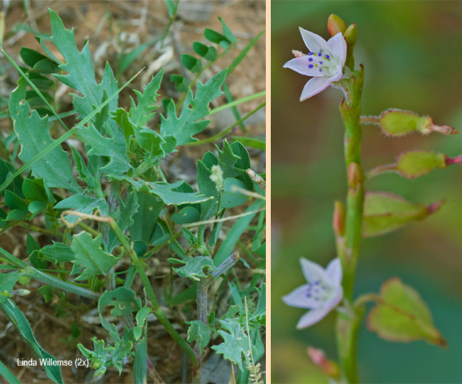 Oxygonum alatum