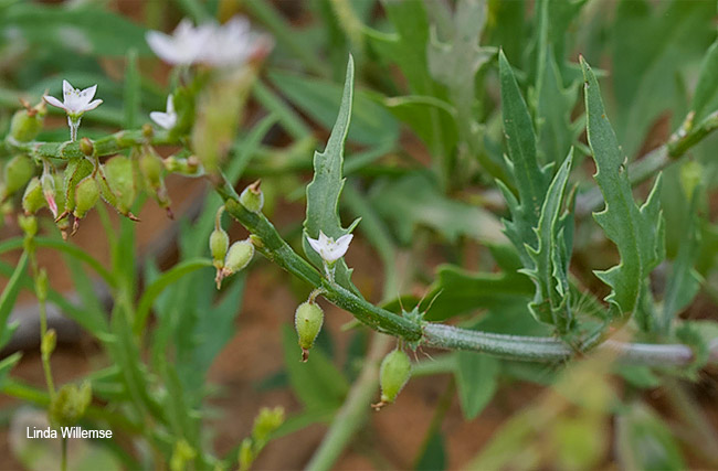 Oxygonum alatum