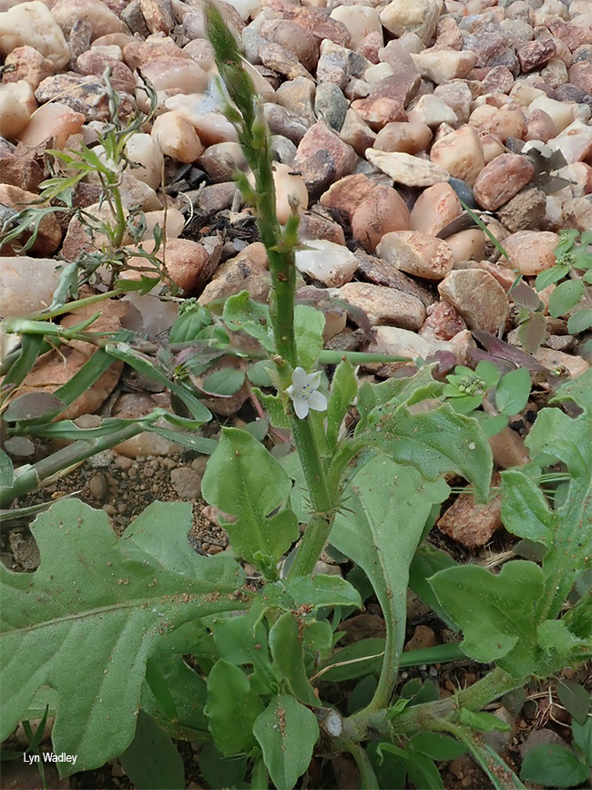 Oxygonum sinuatum