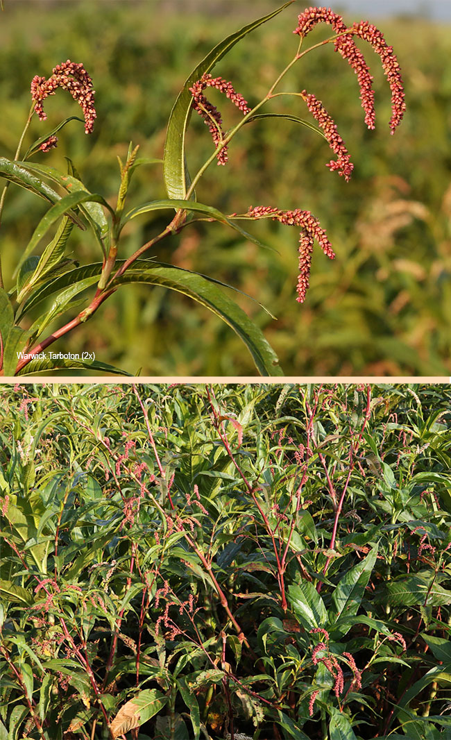 Persicaria lapathifolia