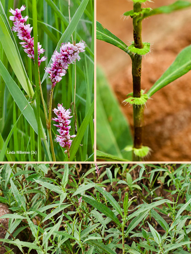Persicaria limbata