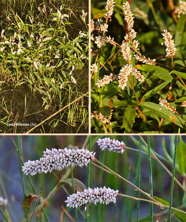 Persicaria madagascarensis