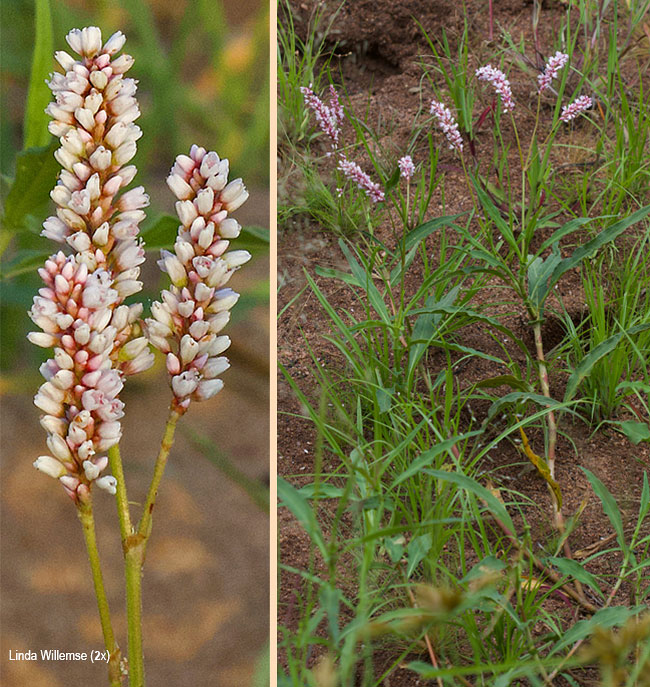 Persicaria senegalensis