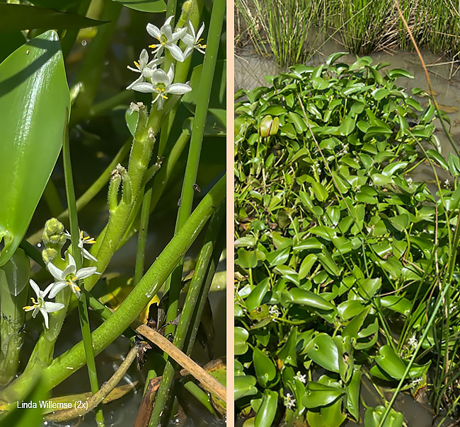 Heterantha callifolia