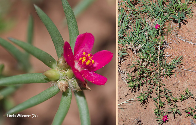 Portulaca kermesina