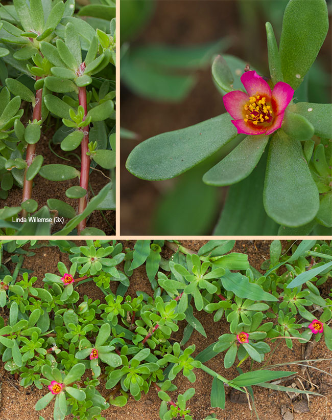 Portulaca quadrifida